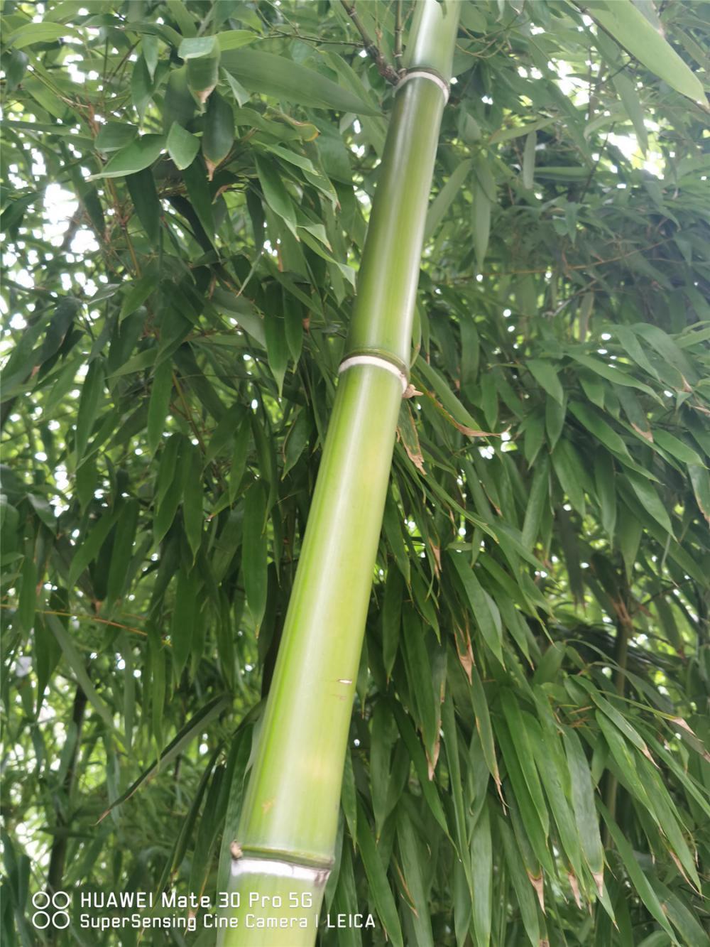 适合北方种植的竹子