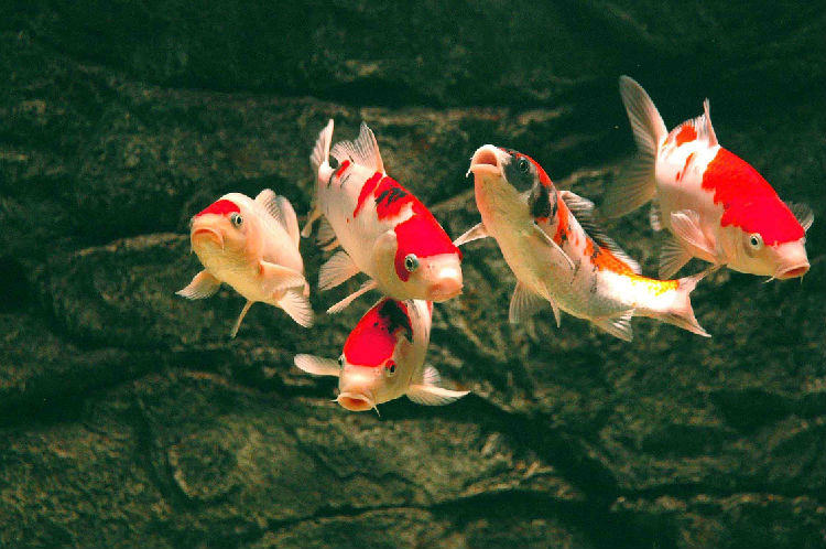 如何正确为锦鲤着色