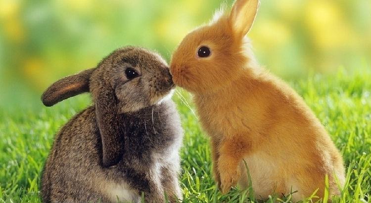 什么品种的兔子最好养