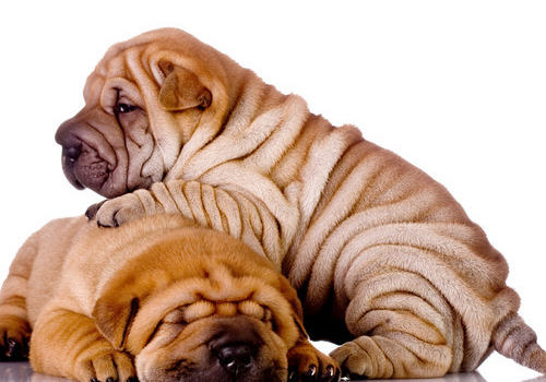 狗狗皮肤的状态能说明什么问题