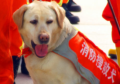 哪些狗狗适合做搜救犬