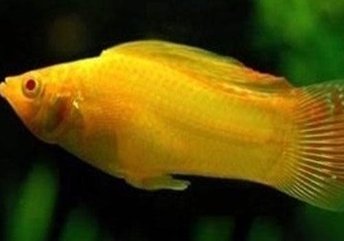 水族养殖中一些耐高温的鱼类