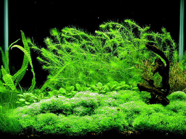 水草的水质条件解析