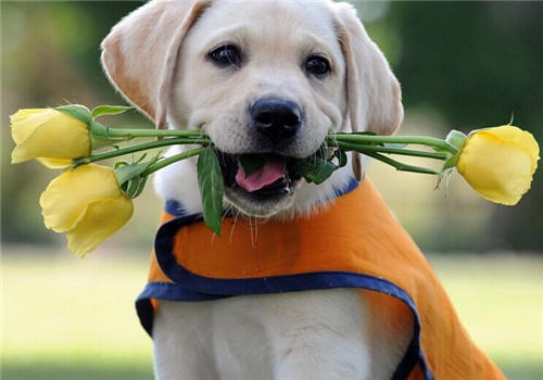 适合单身女性饲养的宠物有哪些