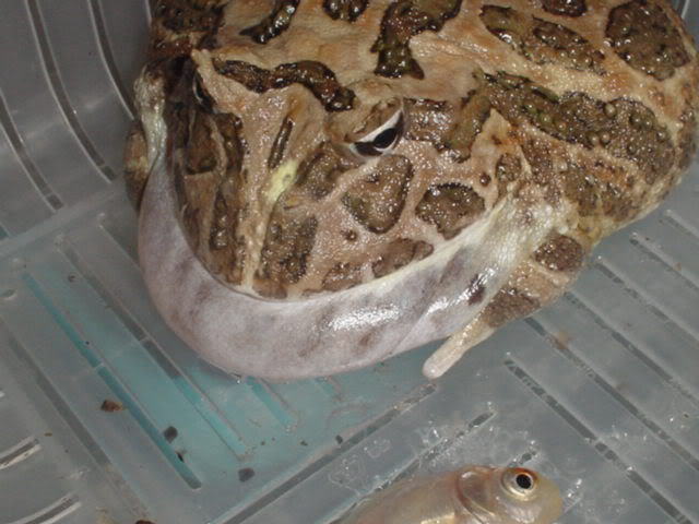 蛙类饲养的日常消毒