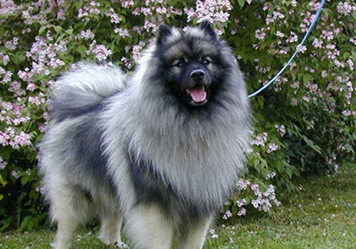 犬瘟热的治疗费用