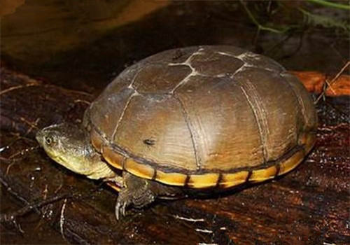 黄泥龟吃什么更健康