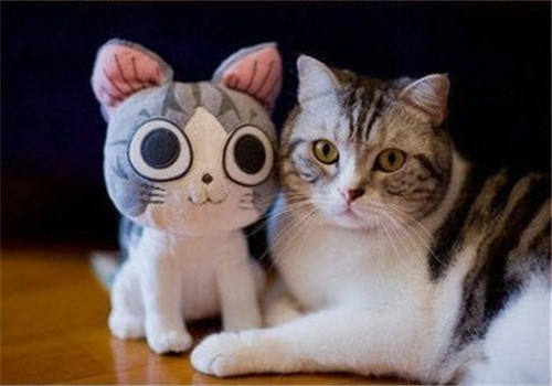 猫咪肠炎的发病原因 猫咪肠炎的发病原因