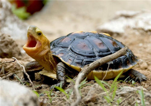 黄缘盒龟的繁殖孵化方法