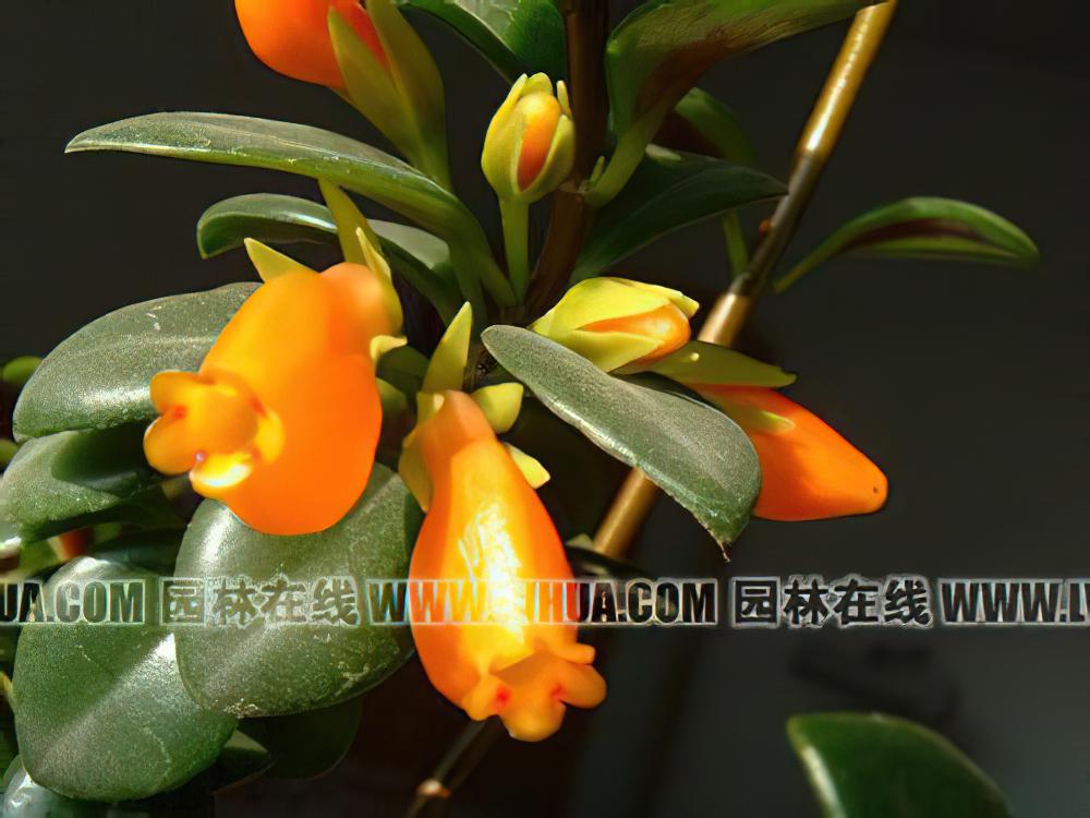 袋鼠花形态特征、生态环保习性及栽种培养技术