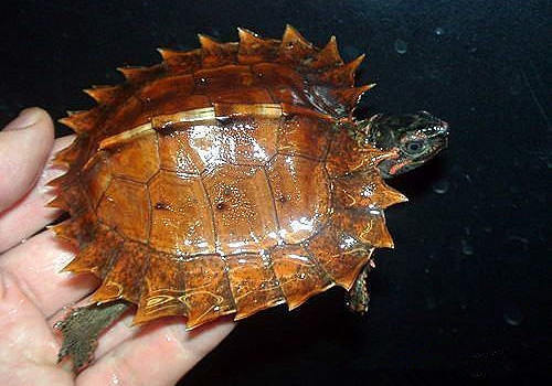 刺山龟的寿命有多长？