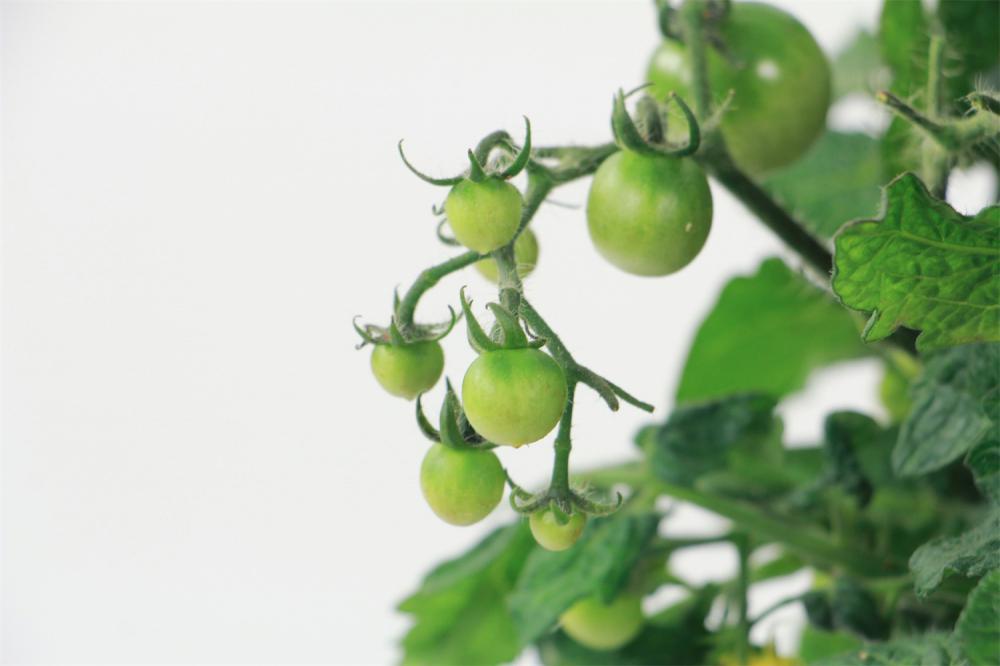 西红柿竟然还能治病？太神奇了！