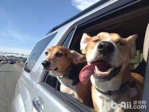 怎样让狗狗乖乖坐车,让狗狗乖乖坐车的方法有哪些? 怎样让狗狗乖乖坐车,让狗狗乖乖坐车的方法有哪些?