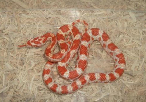 如何应对玉米蛇呕吐