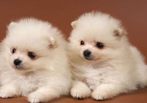 博美犬太调皮怎么办