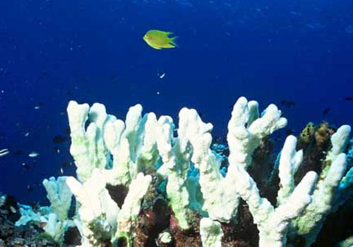 为什么珊瑚会白化
