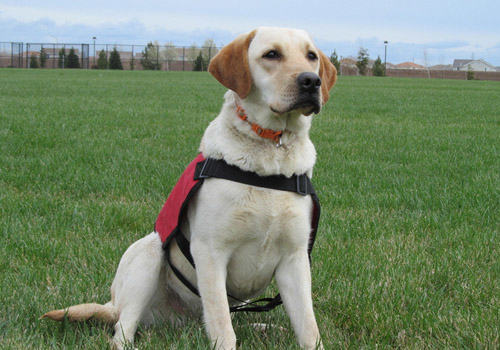 保卫地铁安全的搜爆犬 保卫地铁安全的搜爆犬