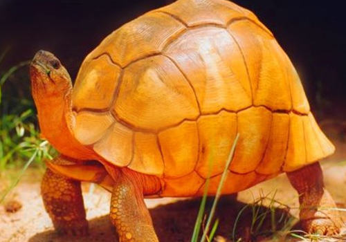 如何为陆龟补钙