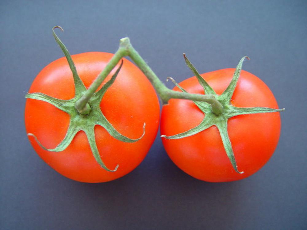 买了一个西红柿，切成片埋土里，没想到吃都吃不完......