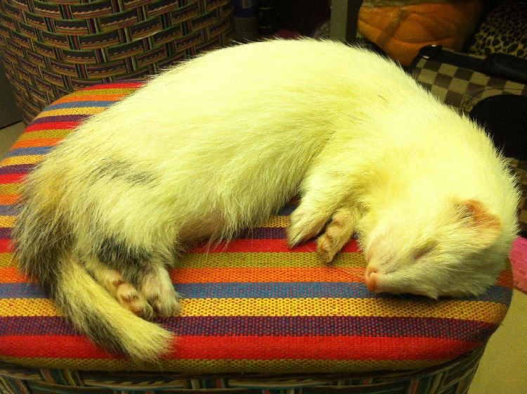 饲养宠物貂的四个要点