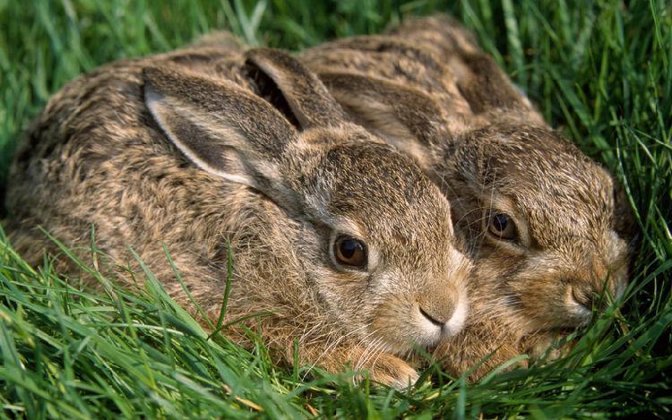 夏日提高兔兔食欲的方法