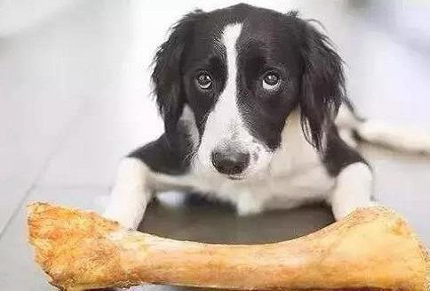 狗狗胃出血怎么办 狗狗胃出血治疗方法