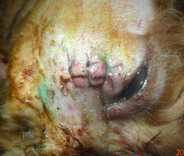 一例犬头部外伤的急救处理