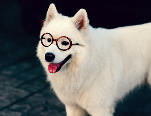 养萨摩耶犬要注意哪些要素 养萨摩耶犬要注意哪些要素