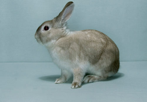 兔子打疫苗要注意什么