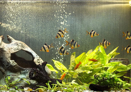 液态硝化菌该如何选择