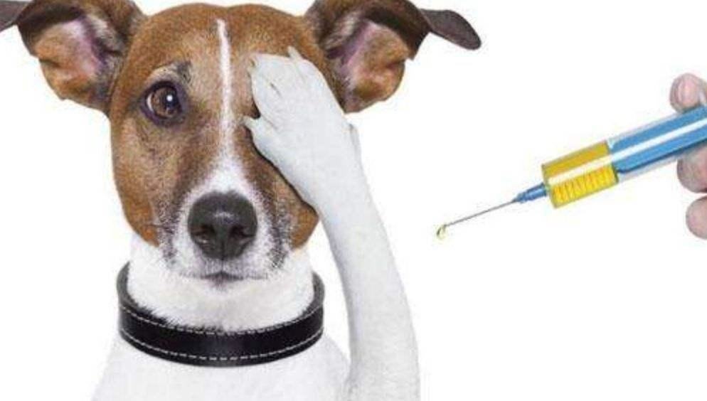 狗狗肝炎怎么办 狗狗肝炎治疗方法
