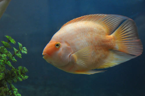 病鱼治疗过程的注意事项