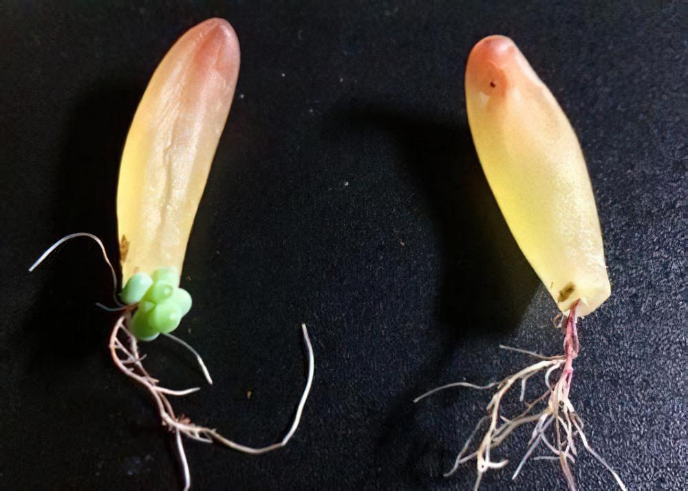 化水，每个养肉人心中不可逾越的痛