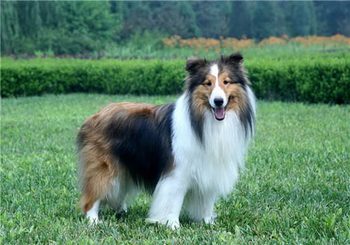 犬诺卡氏菌病的病原体介绍