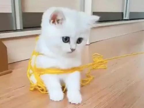 猫为什么爱玩毛线球？猫爱玩毛线球的原因有哪些？