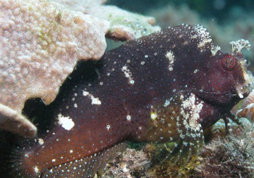 鳚科海水鱼饲养方法