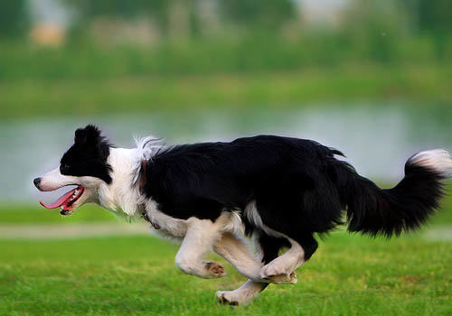 可以喝的狗粮? 可以喝的狗粮?