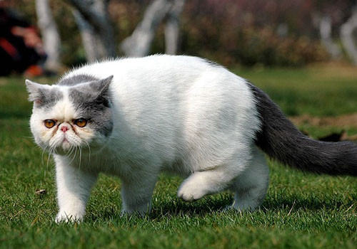 夏季如何预防猫咪肠胃炎