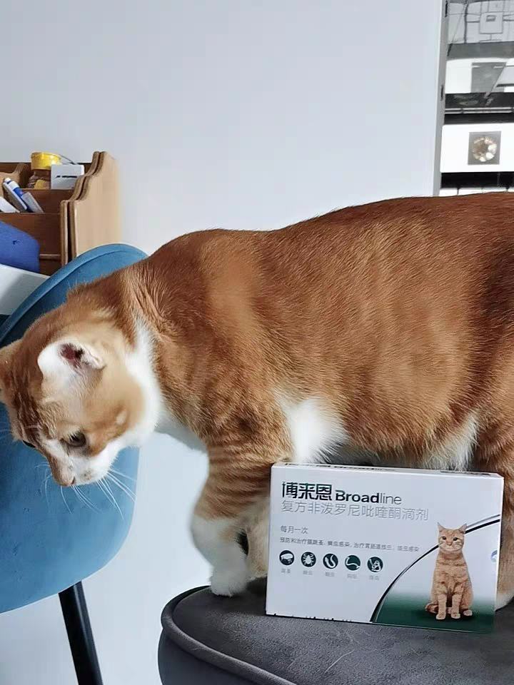 如何给猫咪驱虫?猫咪驱虫药选错就后悔吧! 如何给猫咪驱虫?猫咪驱虫药选错就后悔吧!