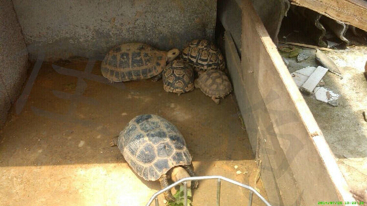 新手养龟需要避免不良心态
