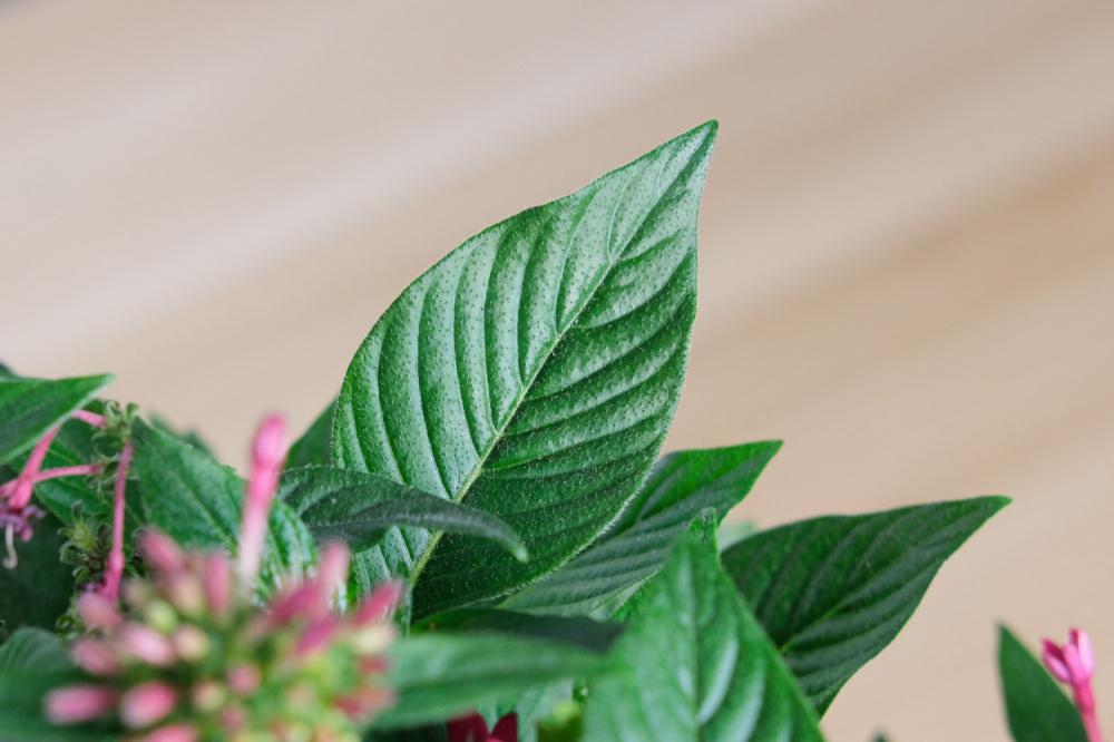 五星花什么时候开花