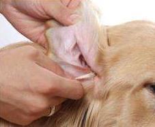 狗狗耳螨怎么办 狗狗耳螨有哪些症状 狗狗耳螨怎么办 狗狗耳螨有哪些症状