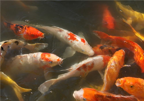 冬季锦鲤猝死的原因及处理方法 冬季锦鲤猝死的原因及处理方法