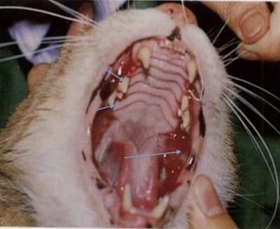 详解猫咪口腔的护理知识