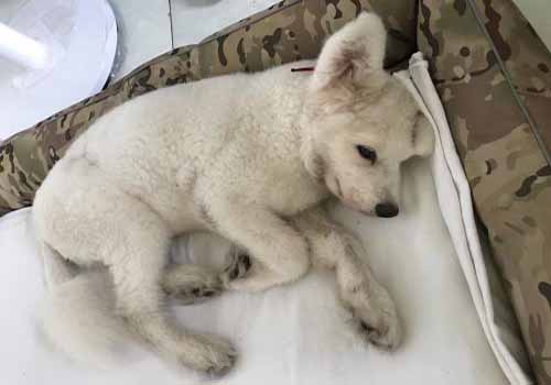 狗狗咳嗽的原因是什么？