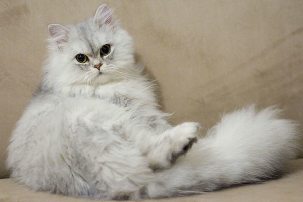 金吉拉猫的美容