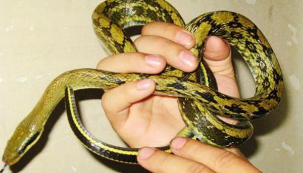 黑眉锦蛇的品种介绍