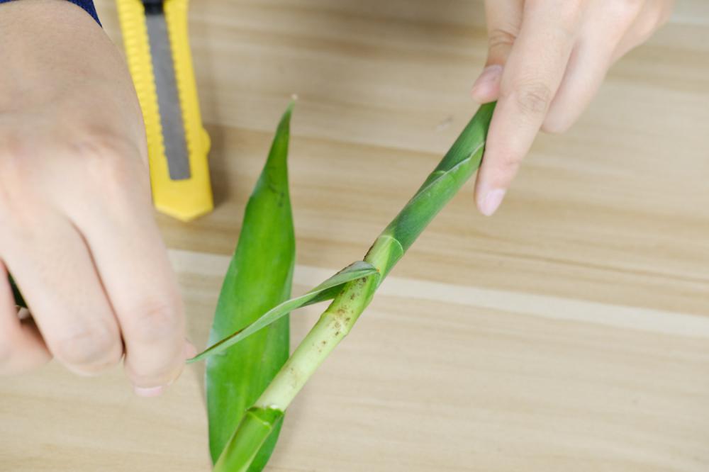 富贵竹水老是臭怎么办，用多菌灵消毒可以吗