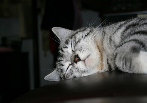 嘴上无毛，办事不牢 ——拥有大作用的猫咪胡须