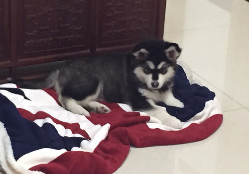 饭适不适合给狗狗喂食